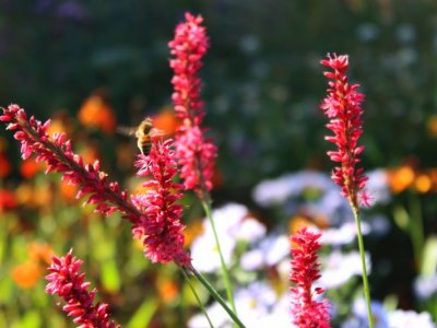 26-OVE) Overijssel/Niederlande