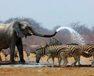 © JohanSwanepoel - fotolia.de