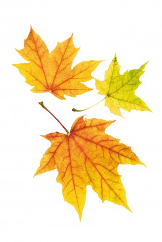 © Smileus-fotolia.com