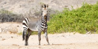 © iStock/Frances Valdes